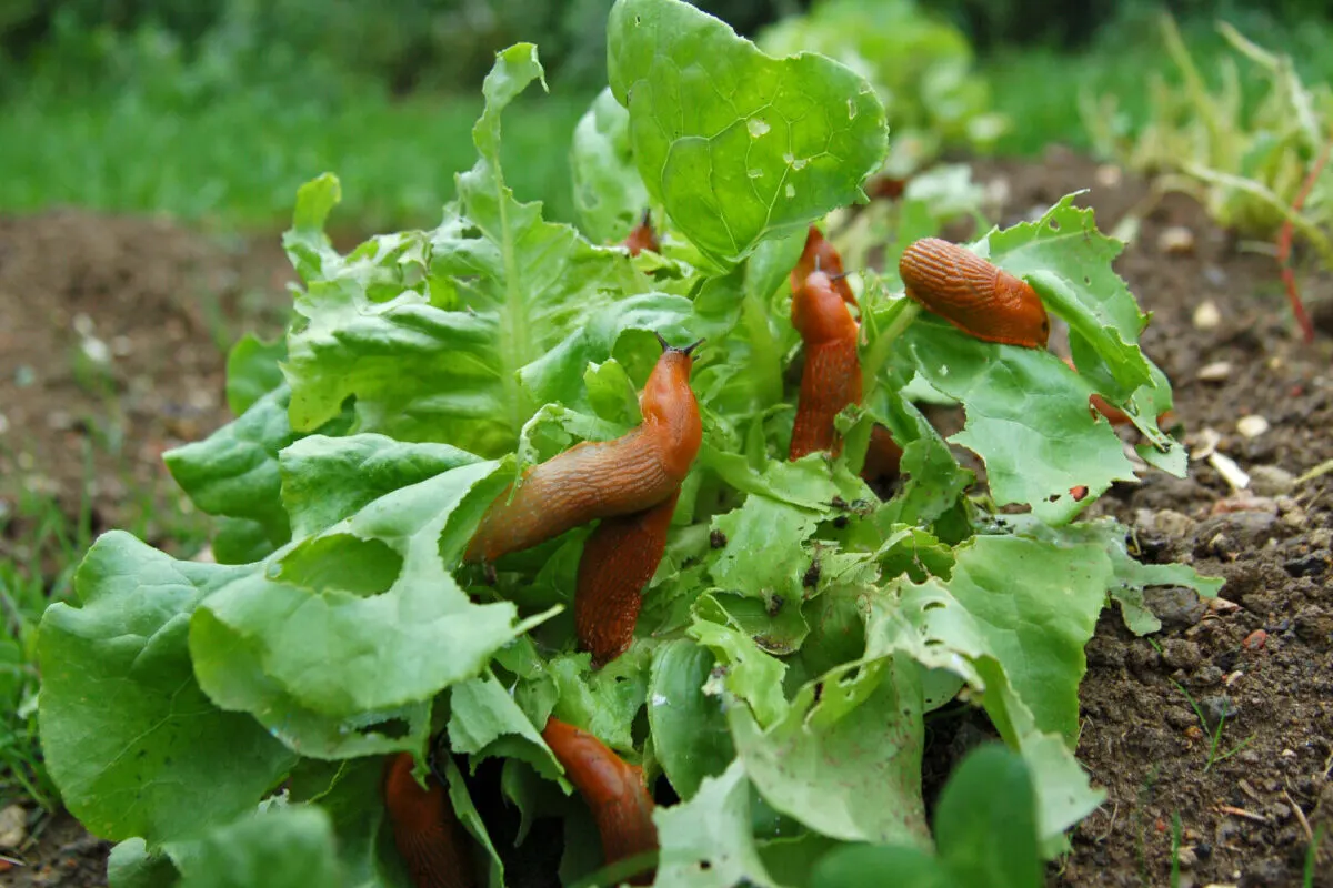 Lettuce covered in slugs