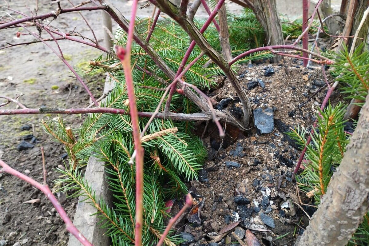 pine tree cuttings around the base of a blueberry shrub