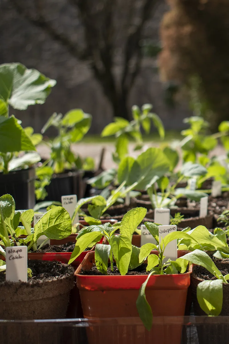 Seedlings hardening off in the sun