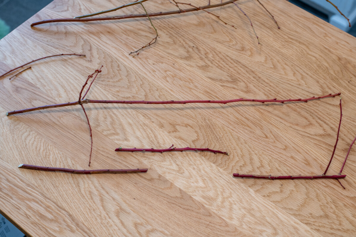 Blueberry cuttings, one cut into smaller sections for propagating.