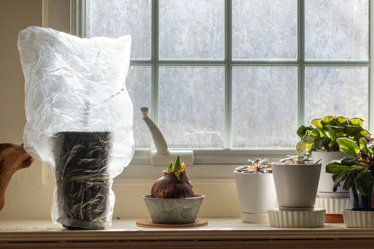 Blueberry cutting with a bag over the top in a sunny window next to African violets