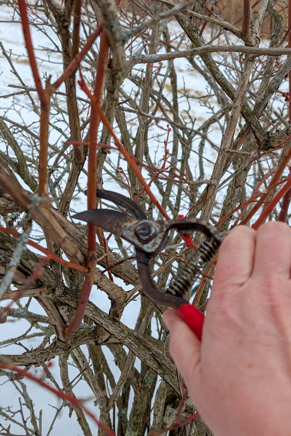 Woman's hand using pruning shears to cut a piece of hardwood growth from a blueberry bush. 