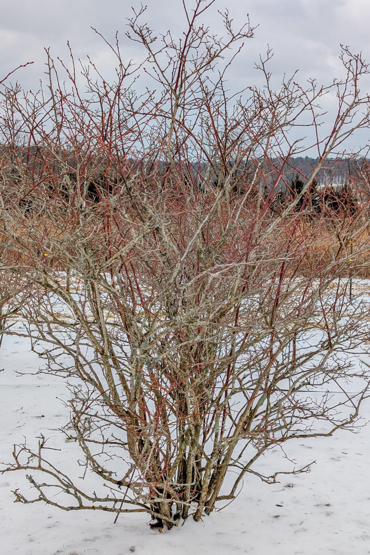 Blueberry bush in winter