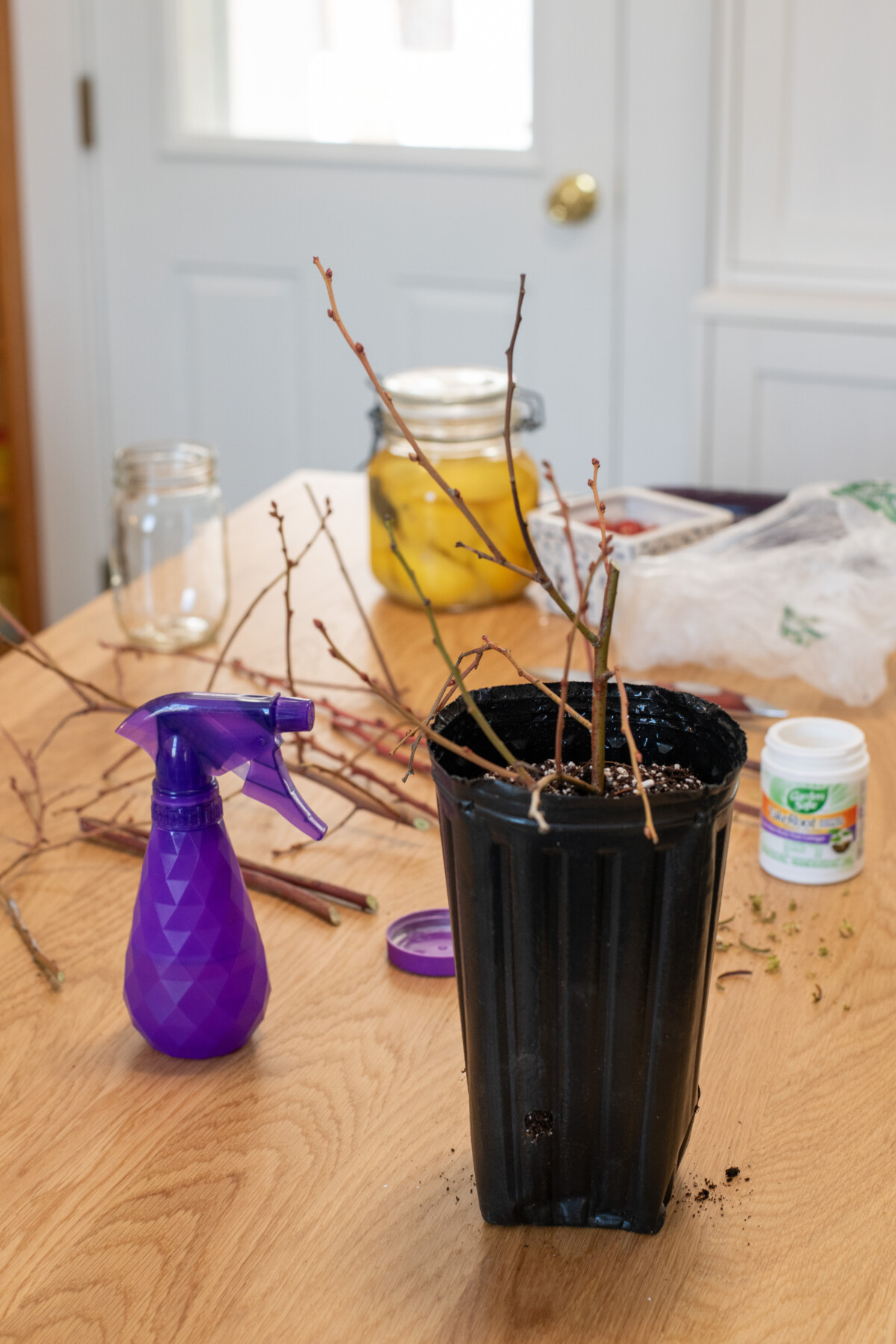 Potted blueberry cutting on a table with stems and a water sprayer nearby.