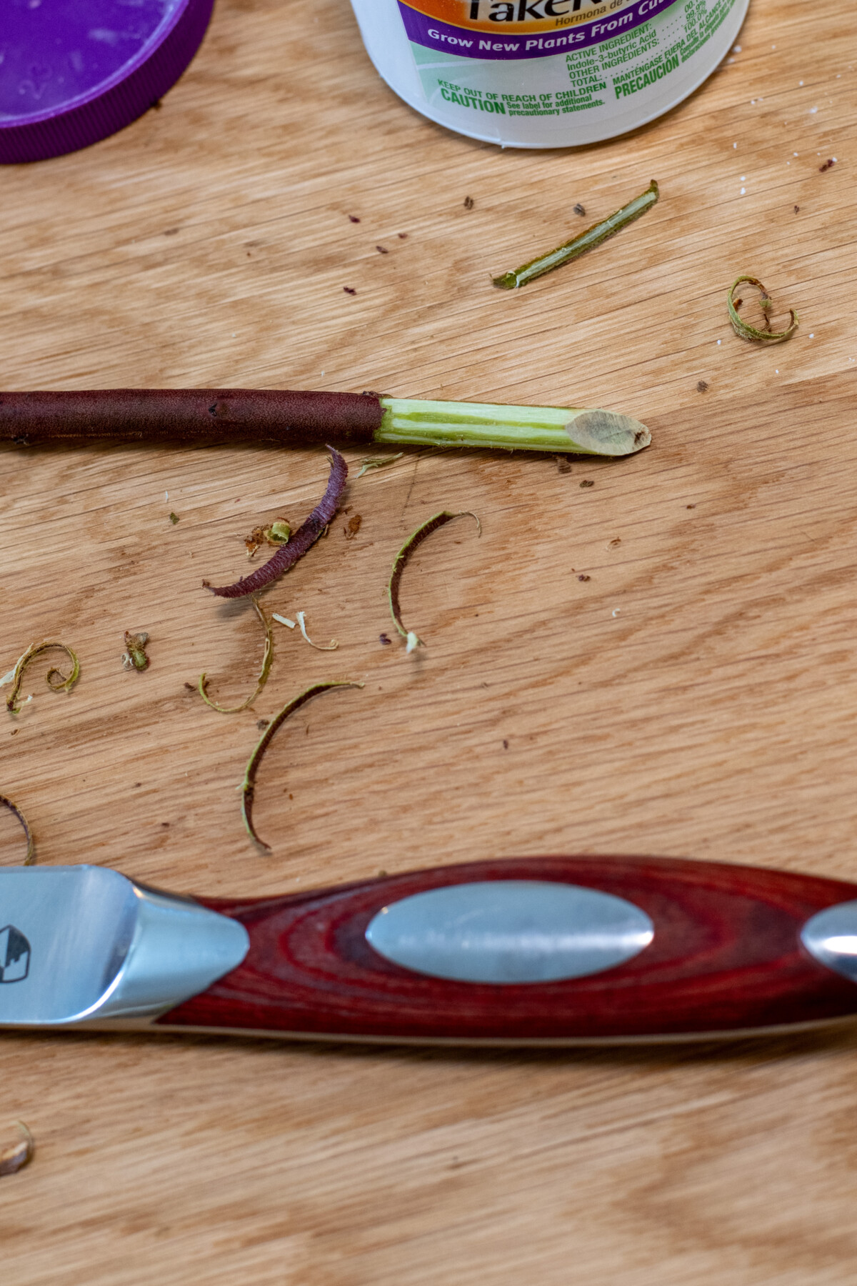 Close up of blueberry stem shaved to reveal new cambium