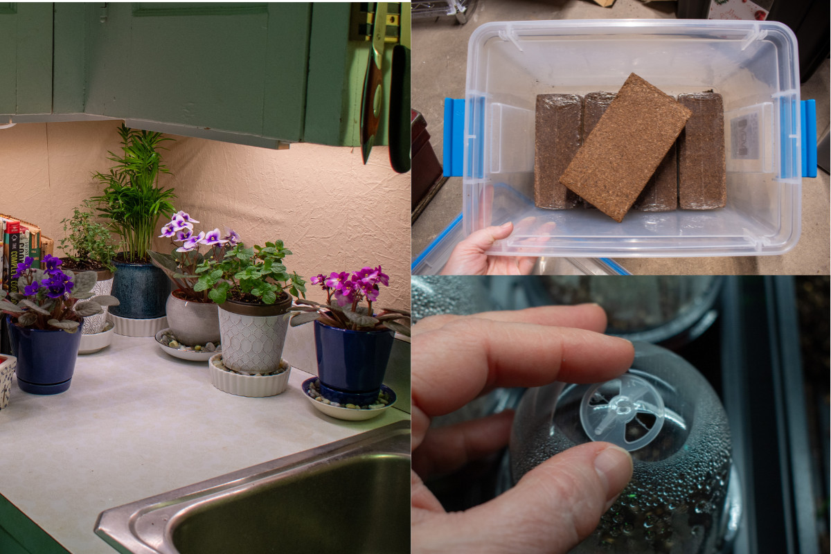 Photo collage of plants, coconut coir and a humidity dome