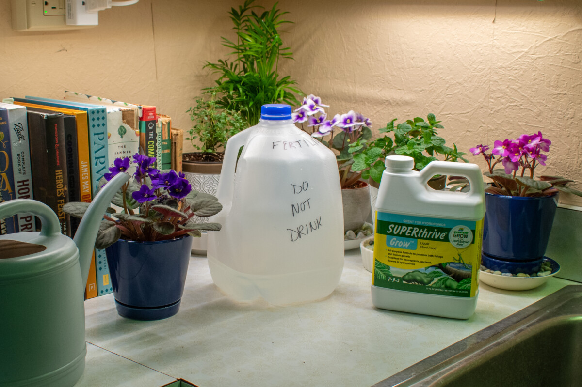 Plants, a gallon jug and a bottle of superthrive grow fertilizer