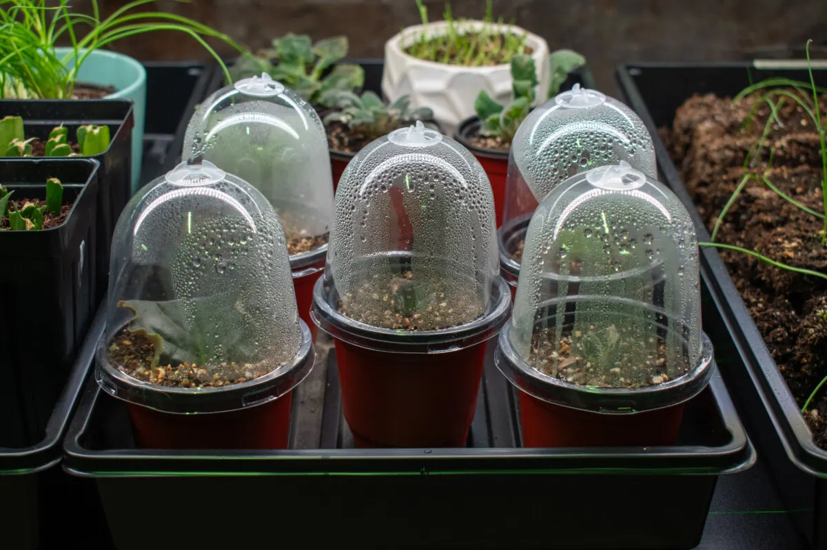 Nursery pots with humidity domes