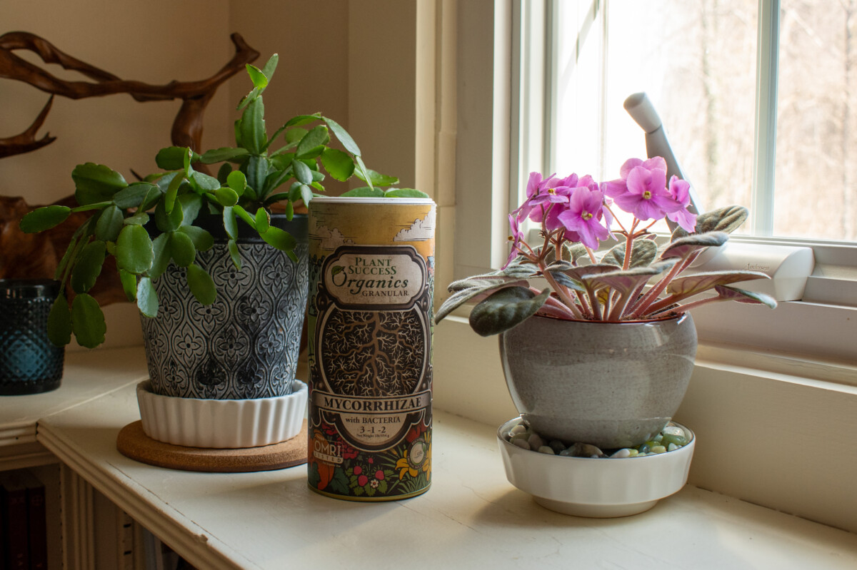 A cylinder of mycorrhizae next to plants on a windowsill