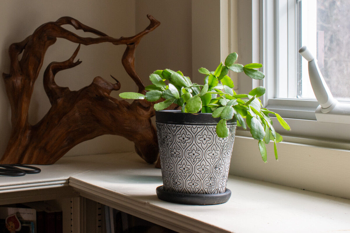 Houseplant with a tiny drip saucer