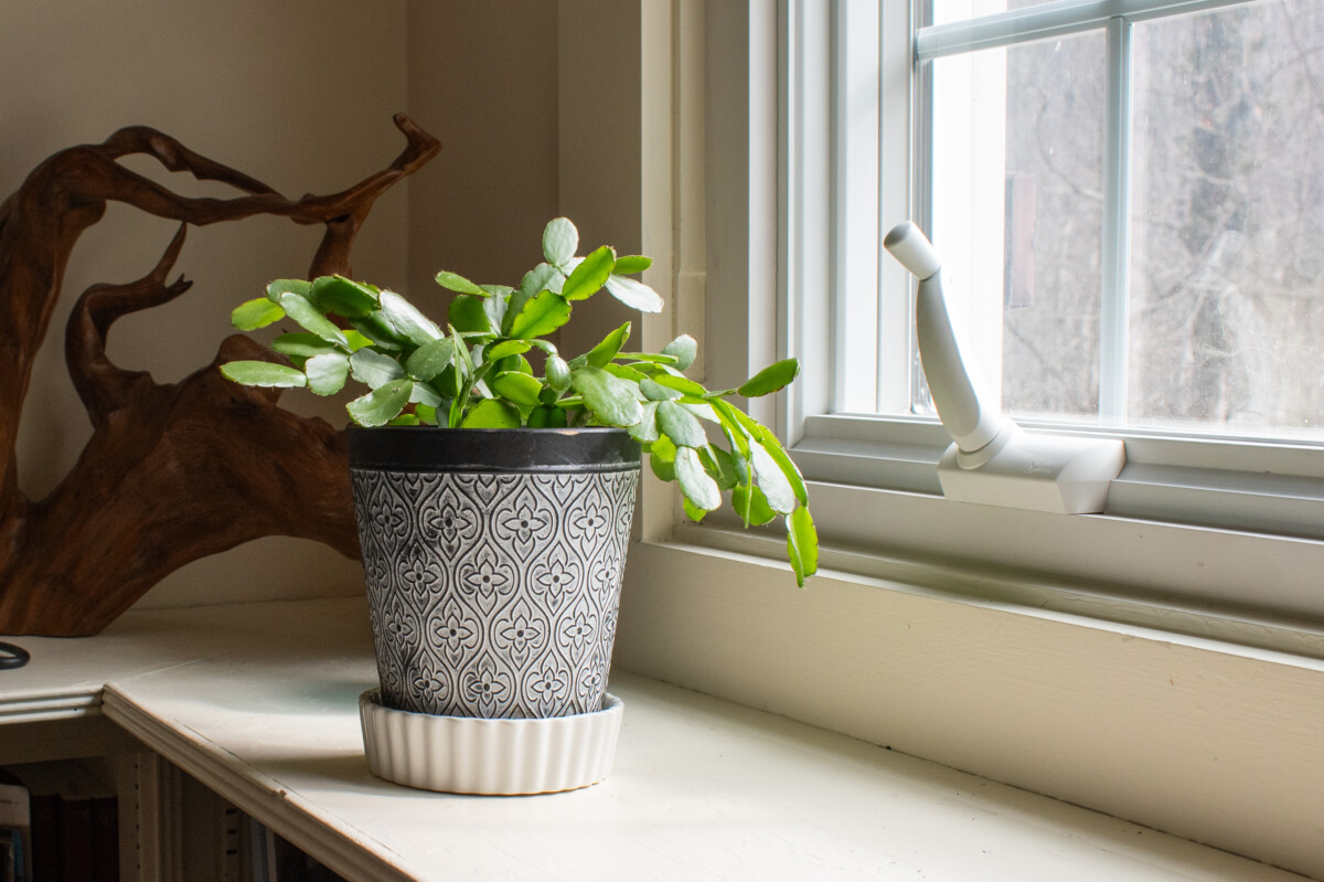 Houseplant sitting on a ramekin filled with pebbles 